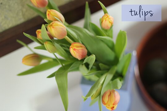 tulips