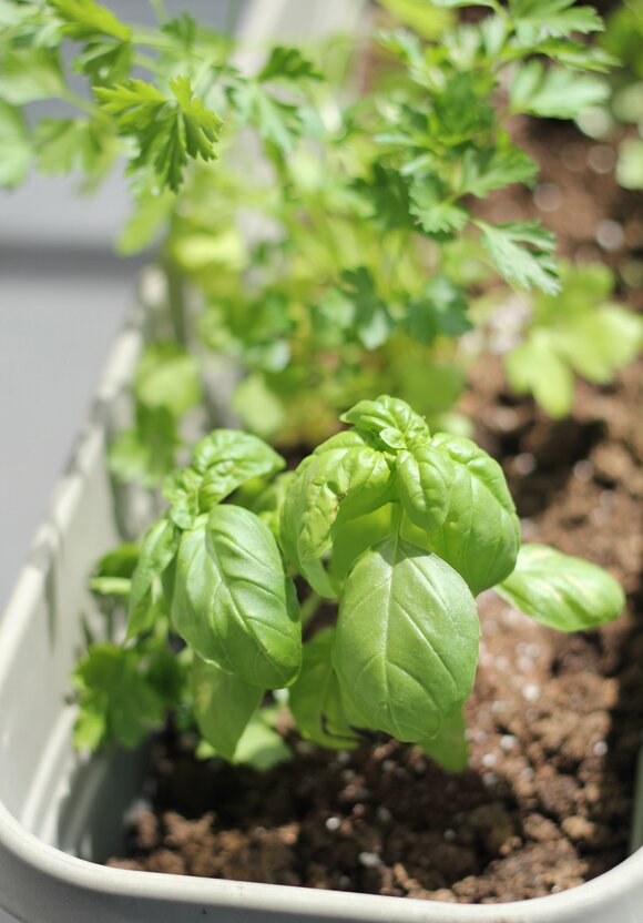 basil