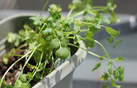 cilantro